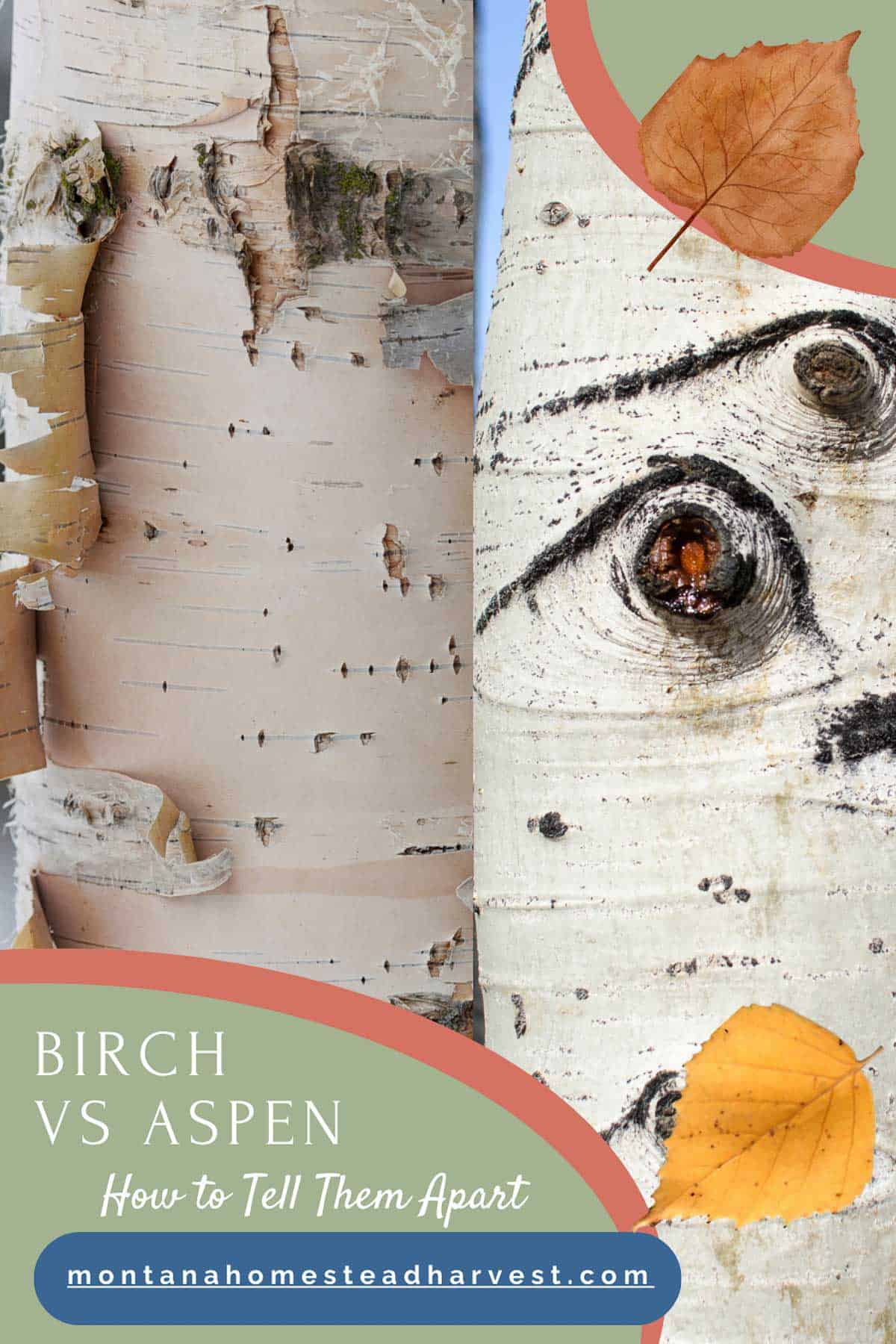 birch vs aspen