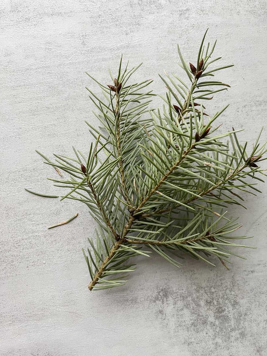 douglas fir sprig