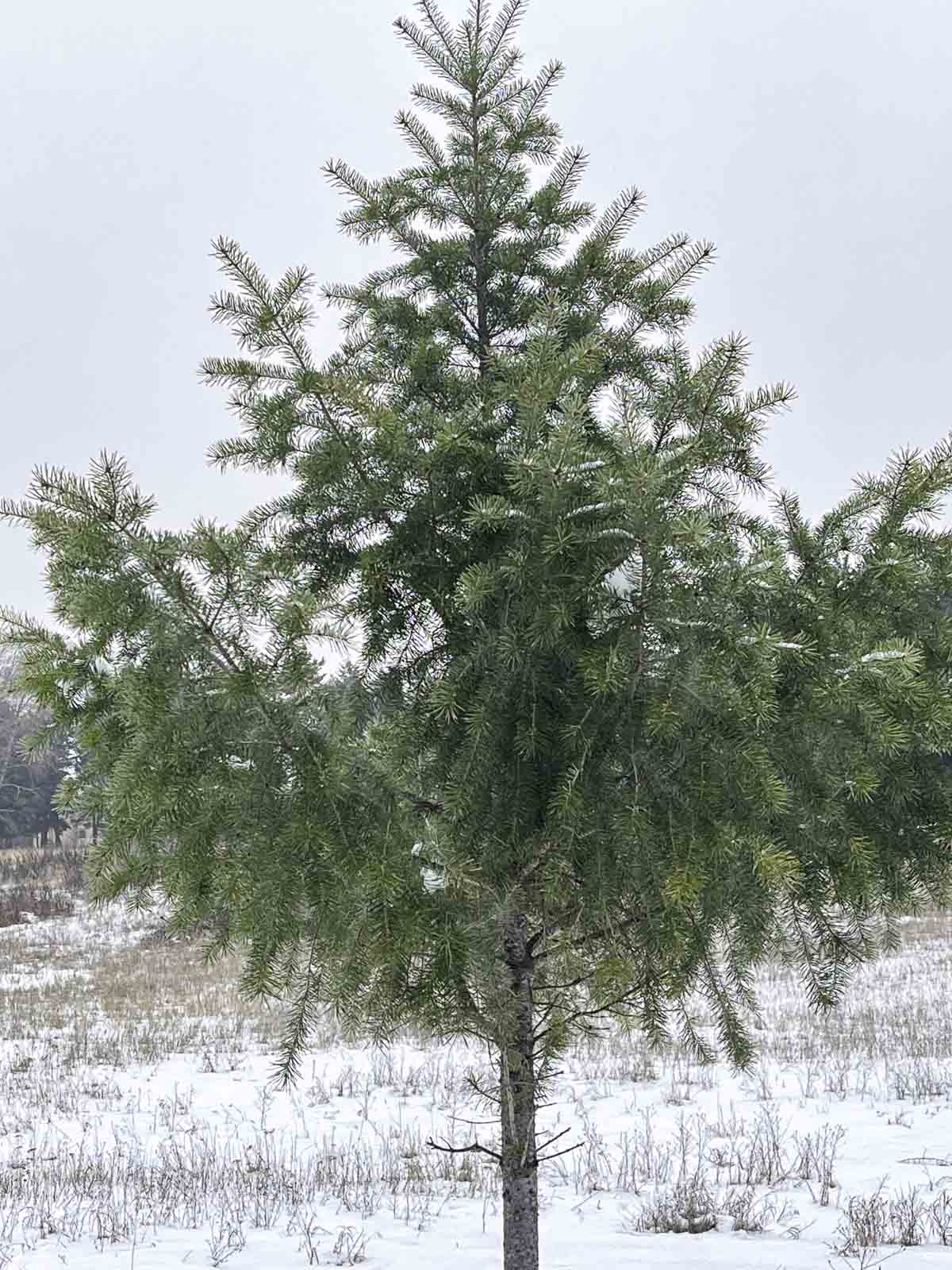 douglas fir tree