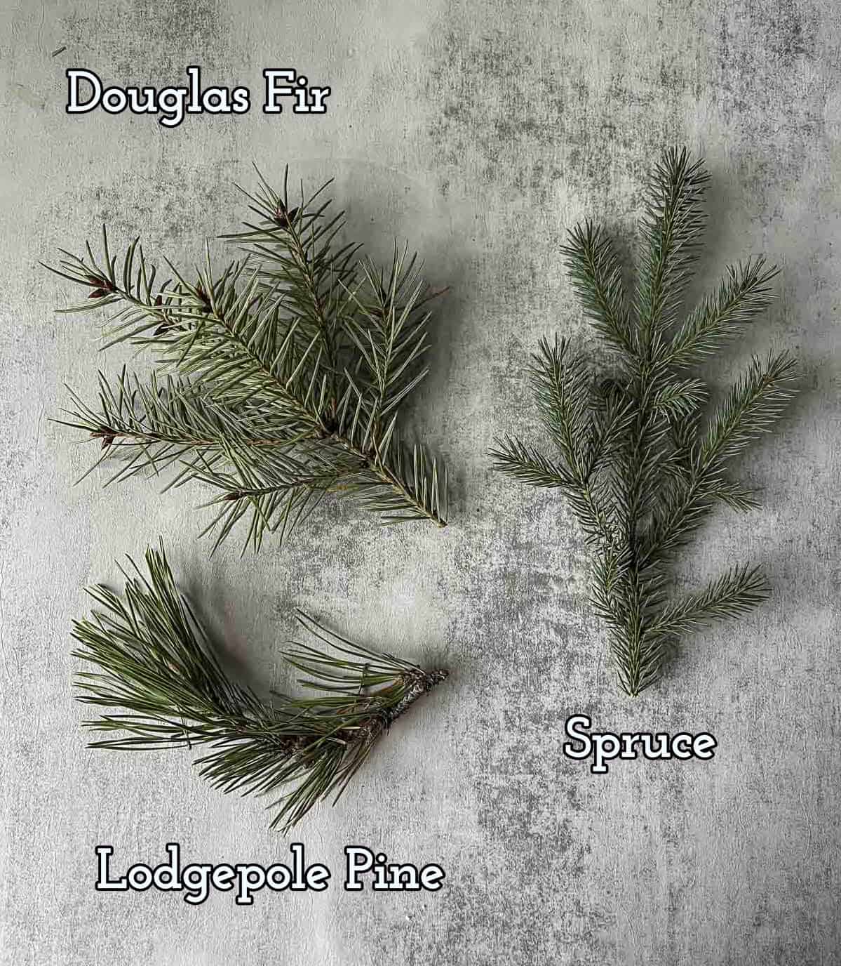 various sprigs of pine trees including lodgepole, spruce, and douglas fir