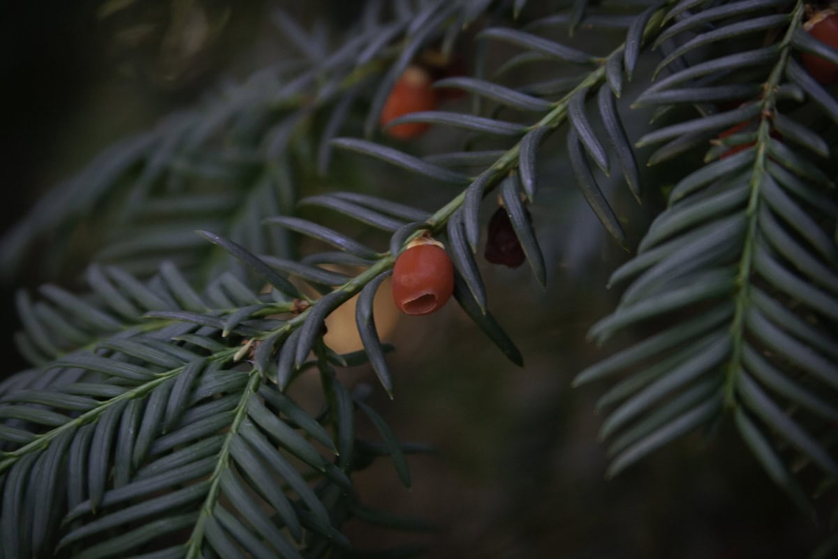 pacific yew
