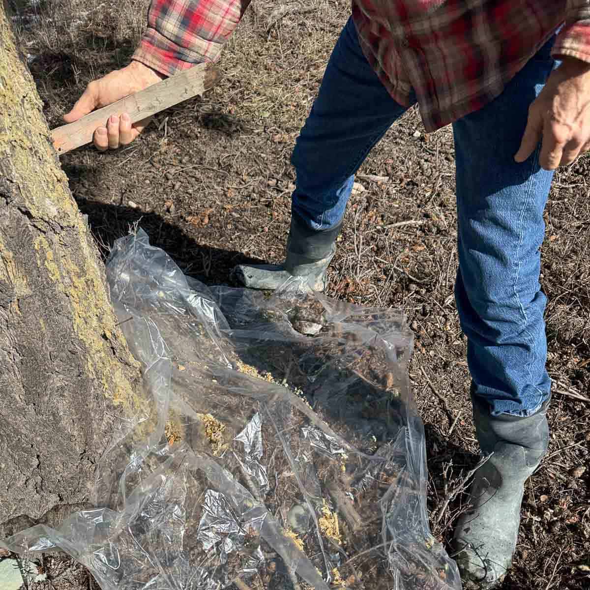 scraping pine resin off of a tree with a stick