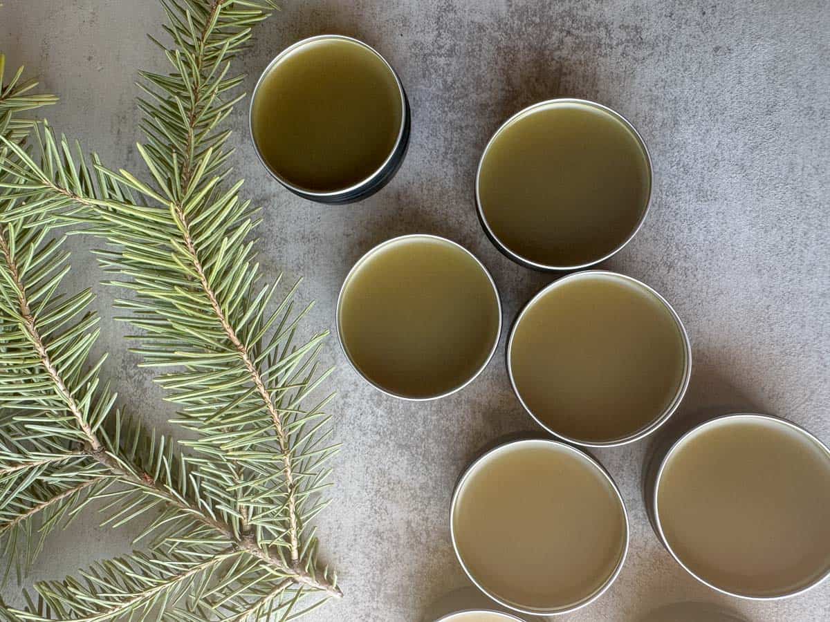 tins of pine resin salve next to a sprig of pine