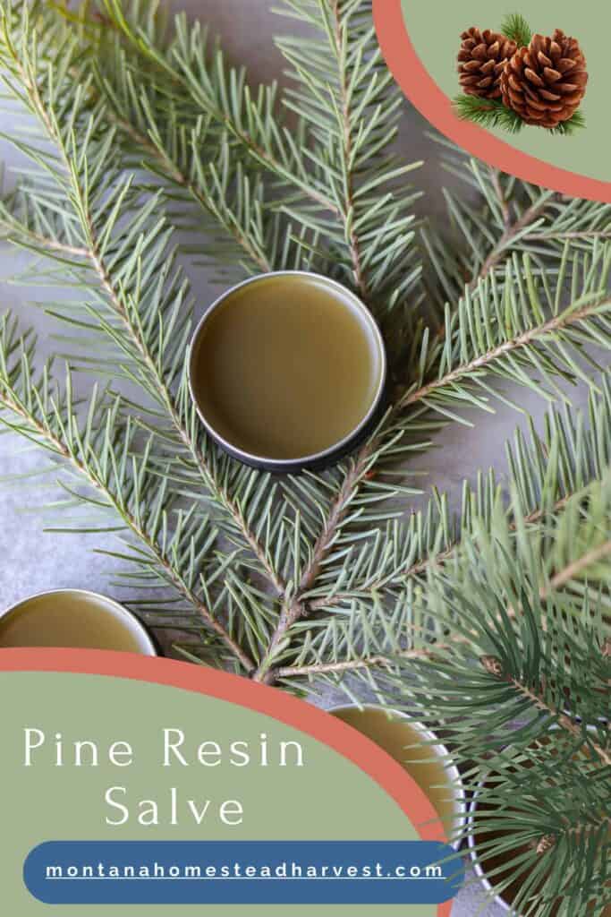 pine resin salve pin showing salve in tins on a sprig of pine