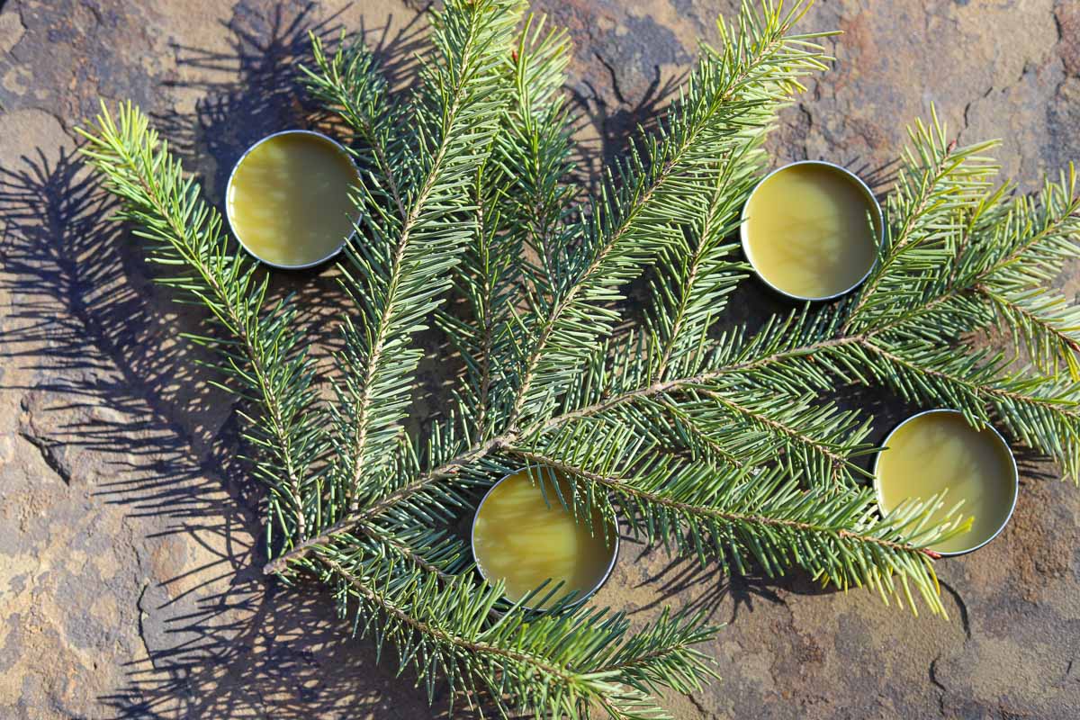 pine resin salve in tins on top of a pine branch