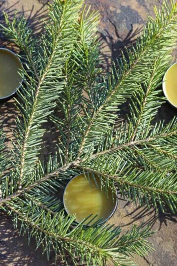 pine resin salve in tins on a pine branch