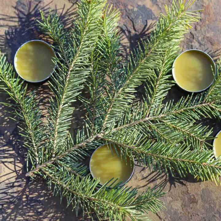 pine resin salve in tins on a pine branch