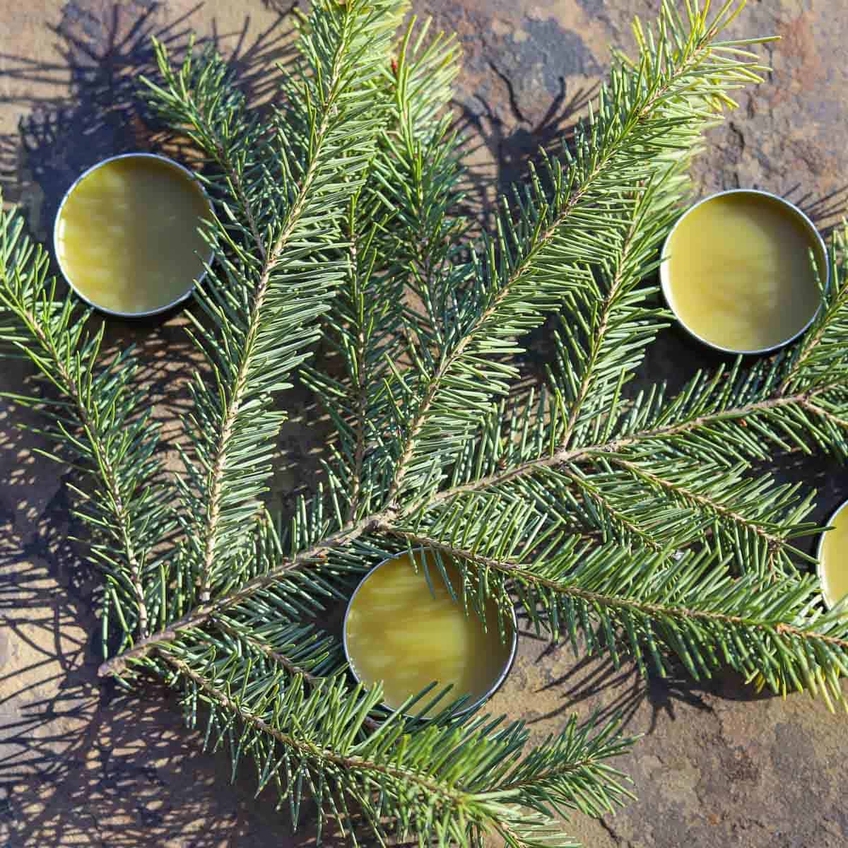 pine resin salve in tins on a pine branch