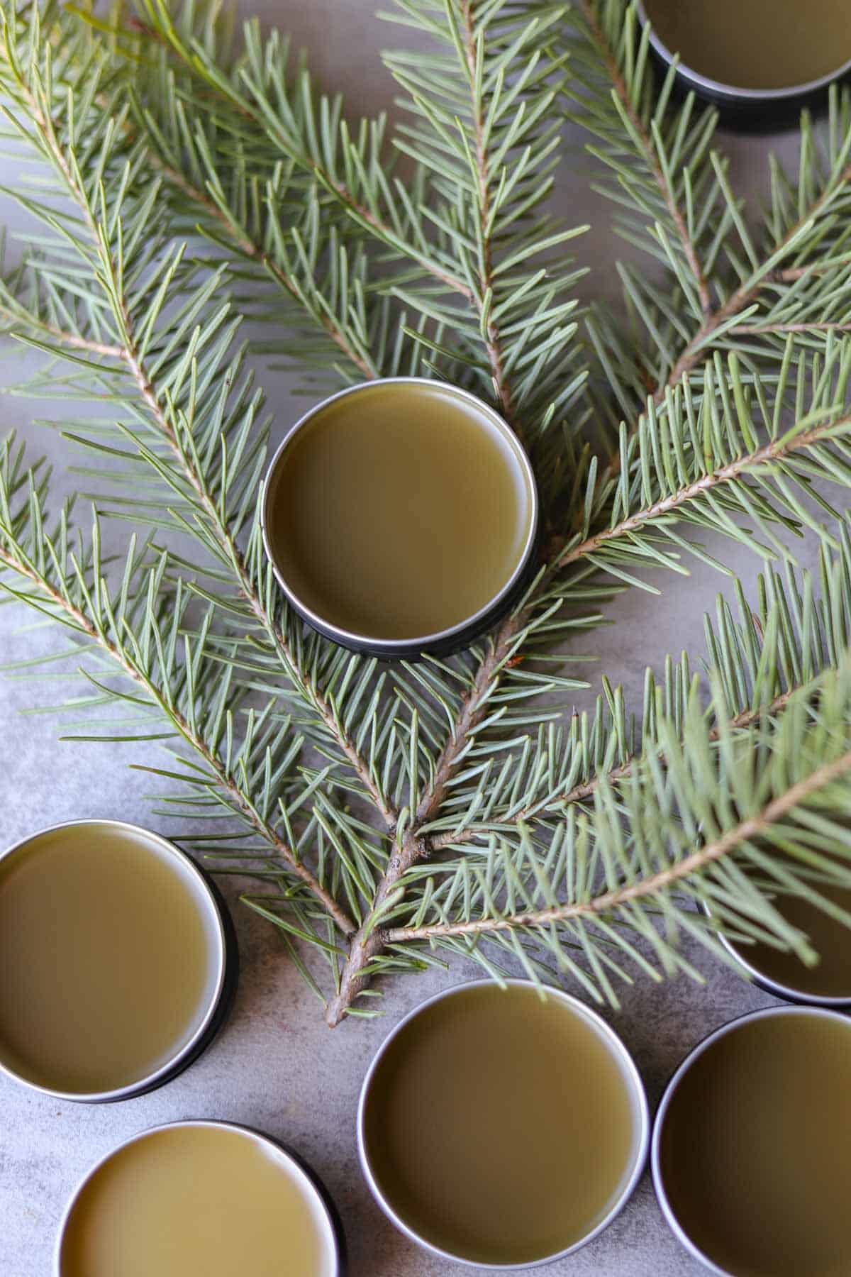 pine resin salve in pins on a sprig of pine