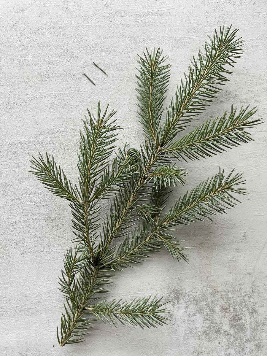a sprig of spruce