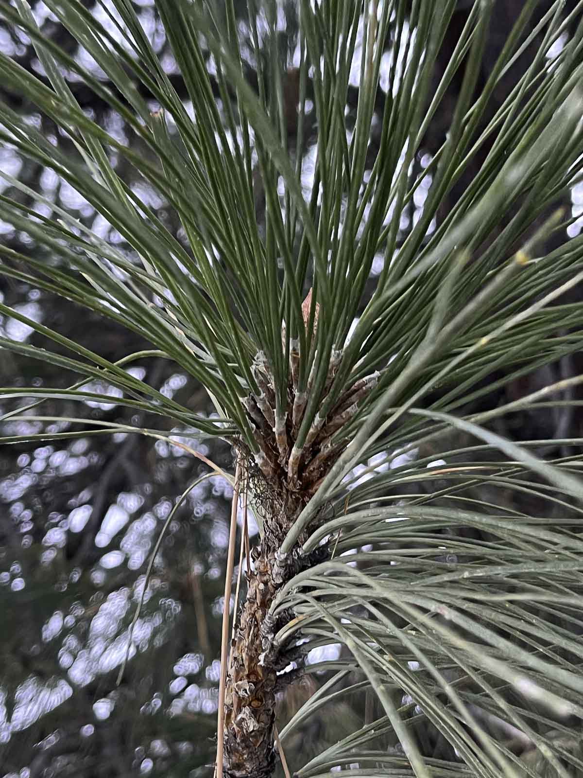 ponderosa pine