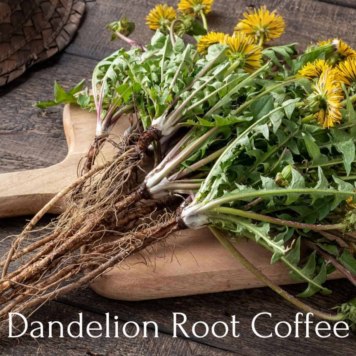 dandelions with roots on a cutting board