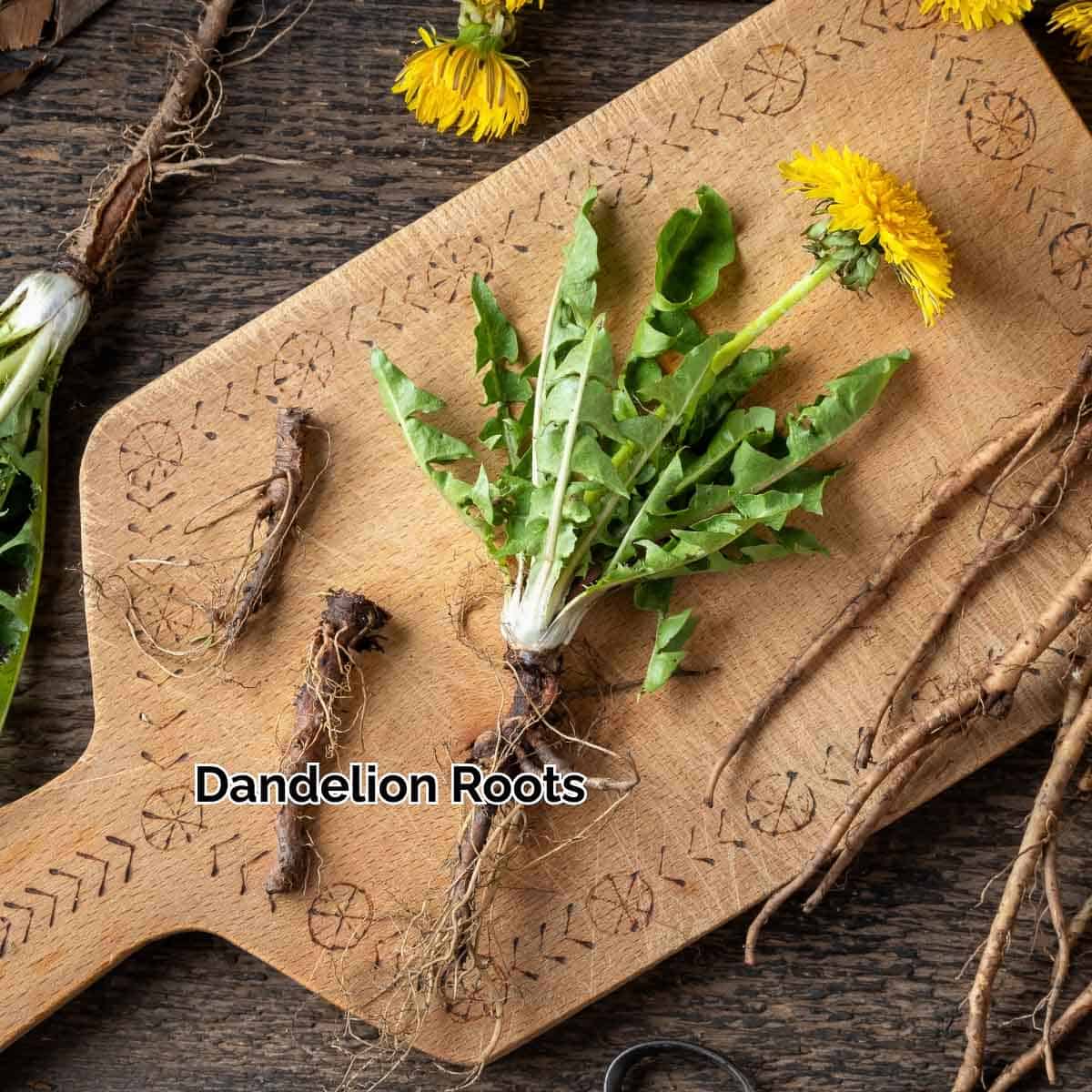 dandelion with roots on a cutting board