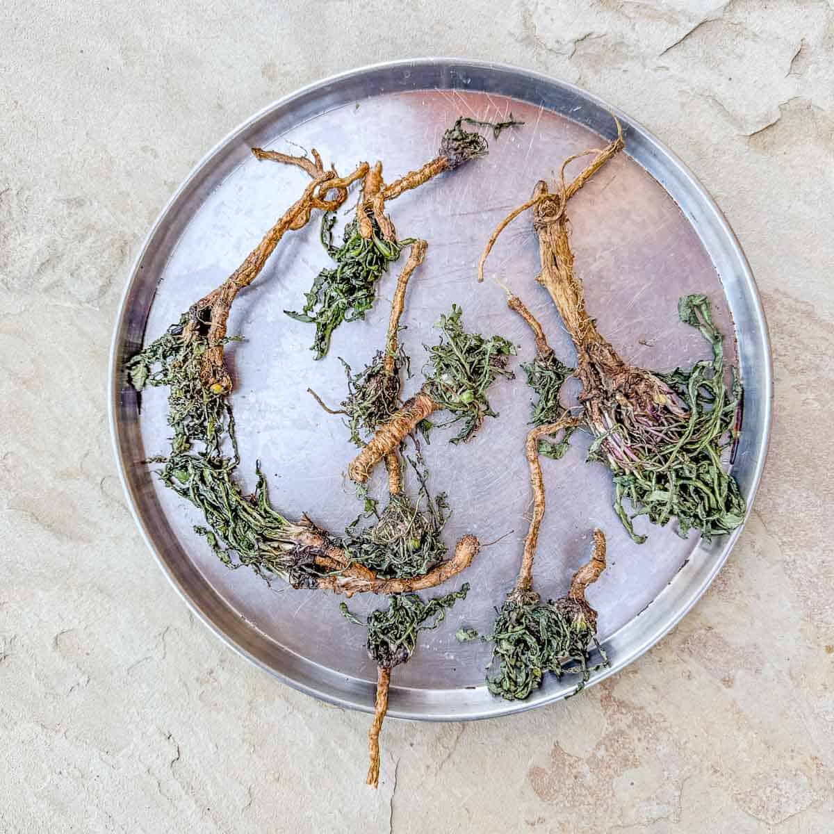dandelion root drying in a tray