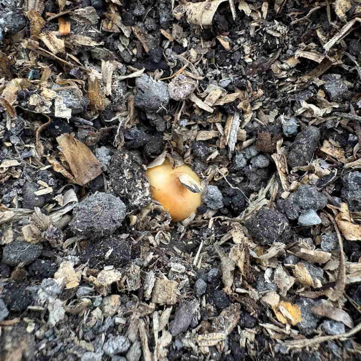 onion set in garden bed