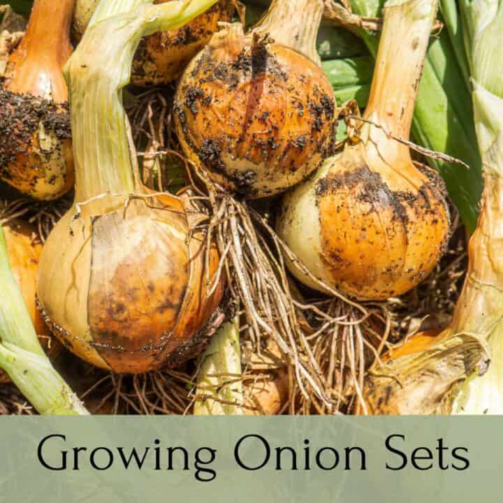 growing onion sets