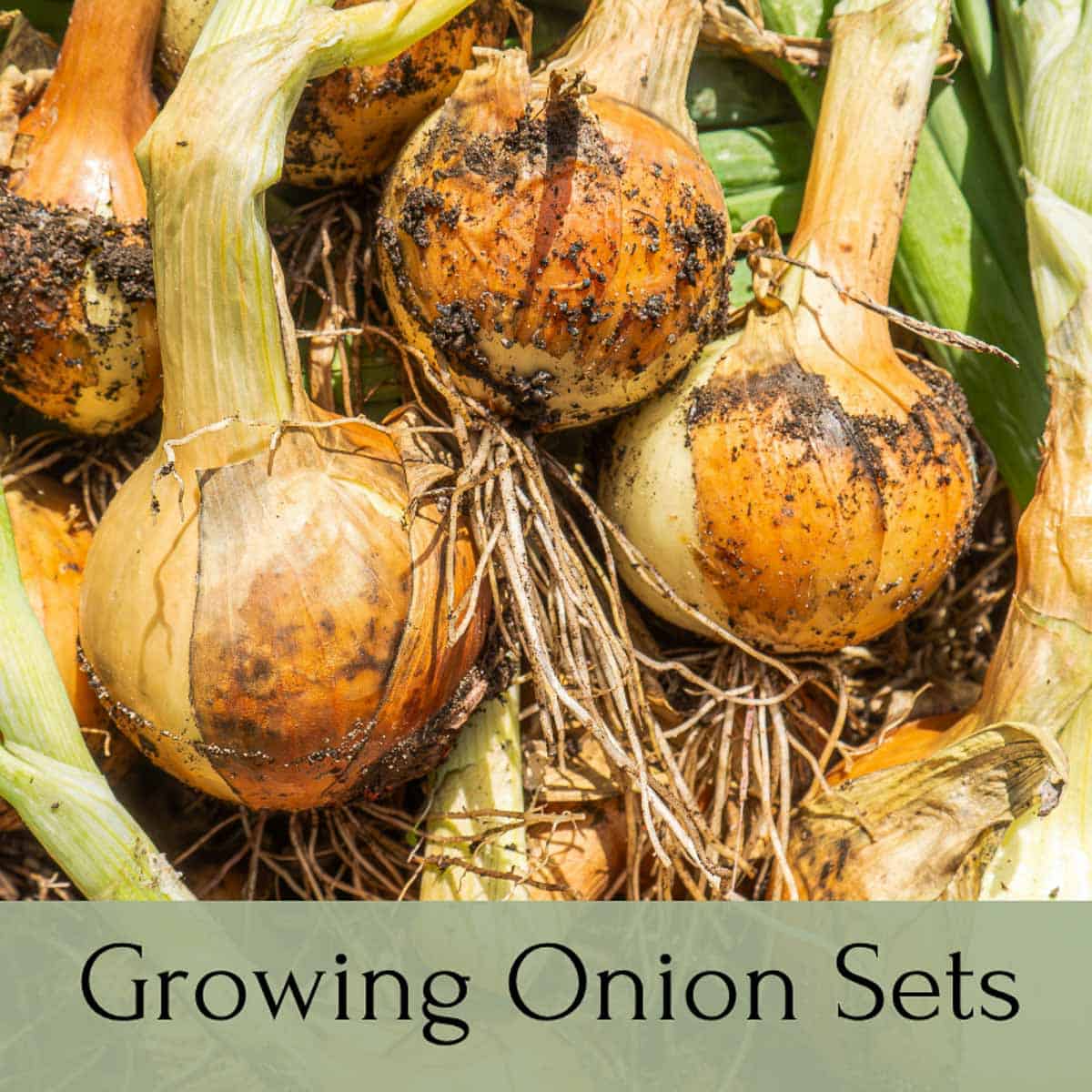 growing onion sets