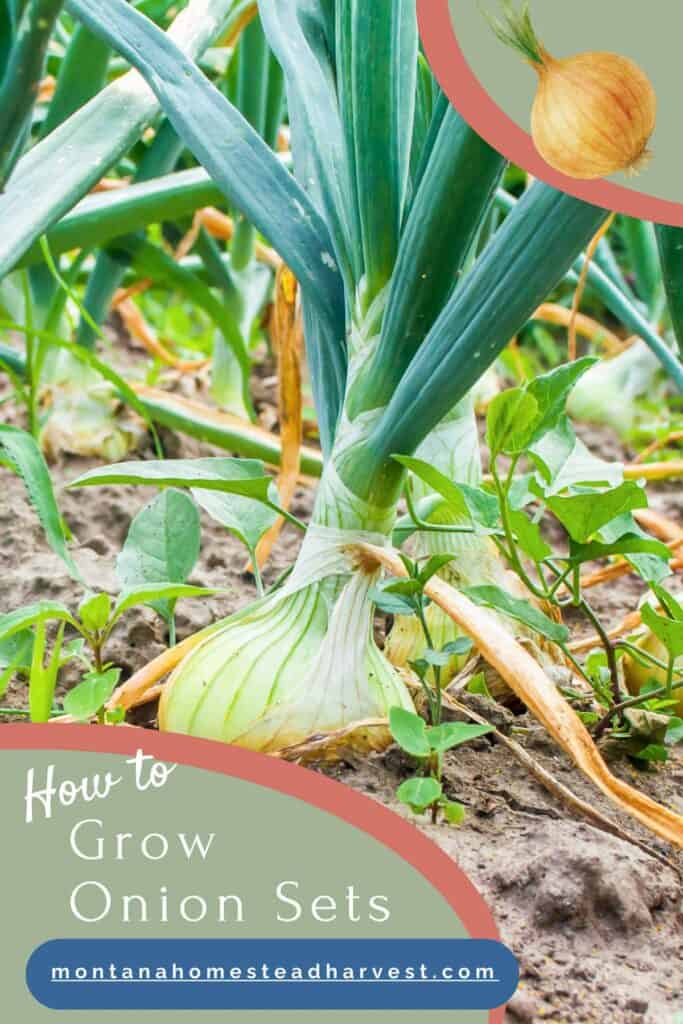 onion growing out of the ground