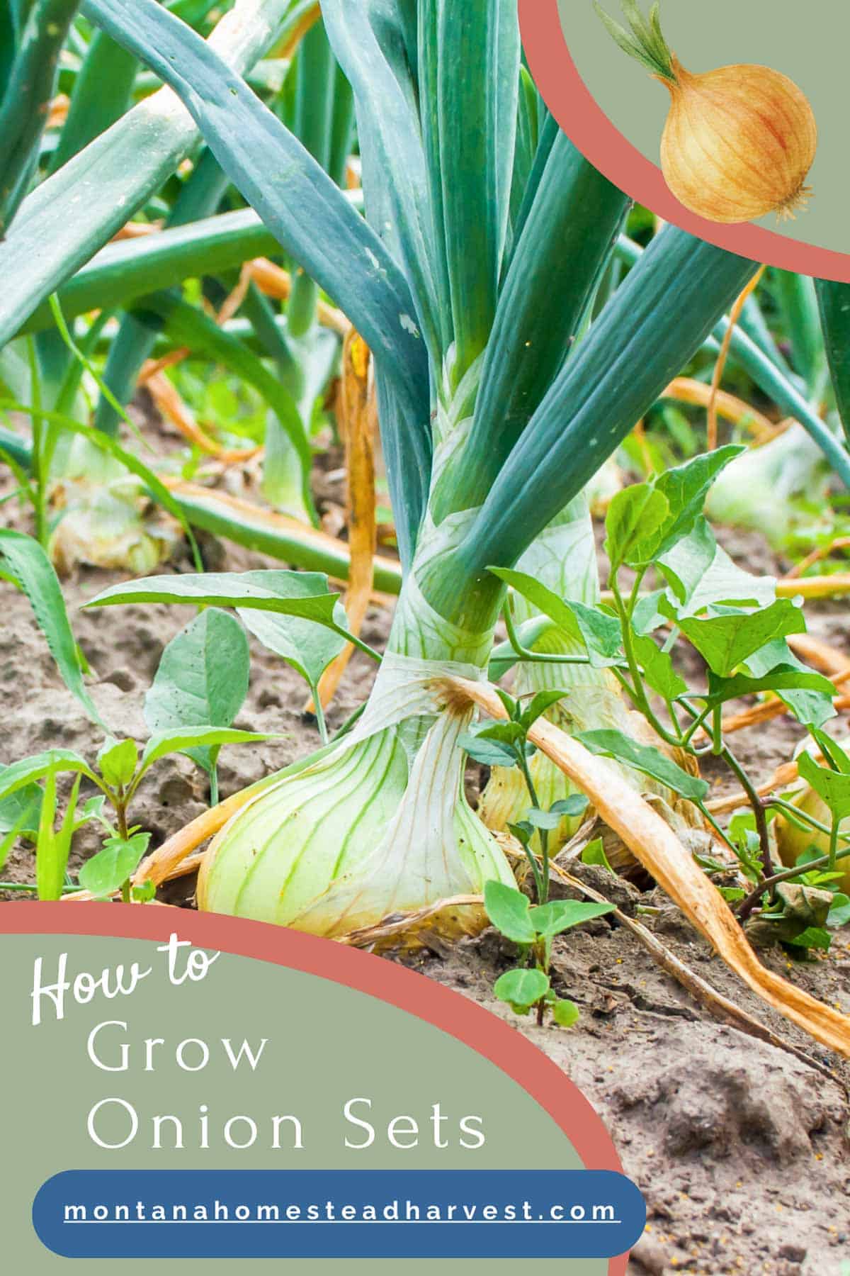 onion growing out of the ground