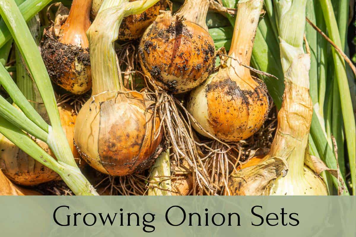 onions with dirt on them