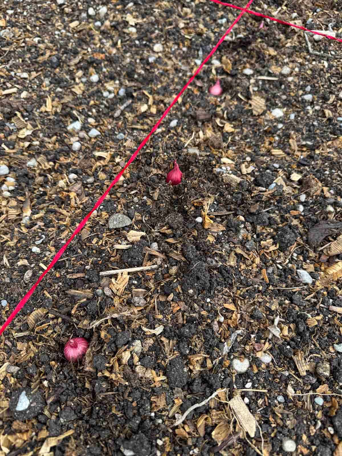 onion set planted in soil