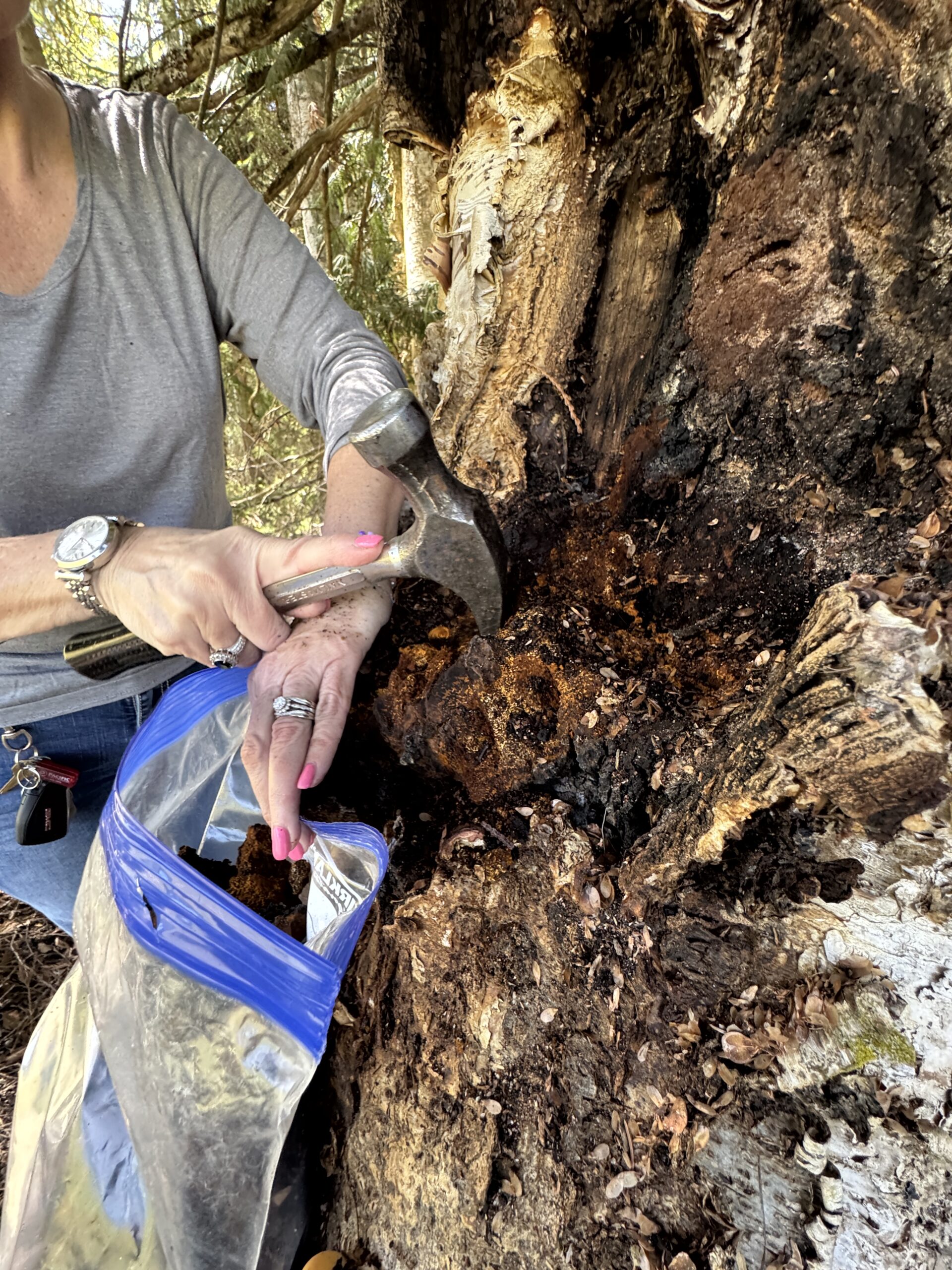 removing chaga from tree trunk with hammer