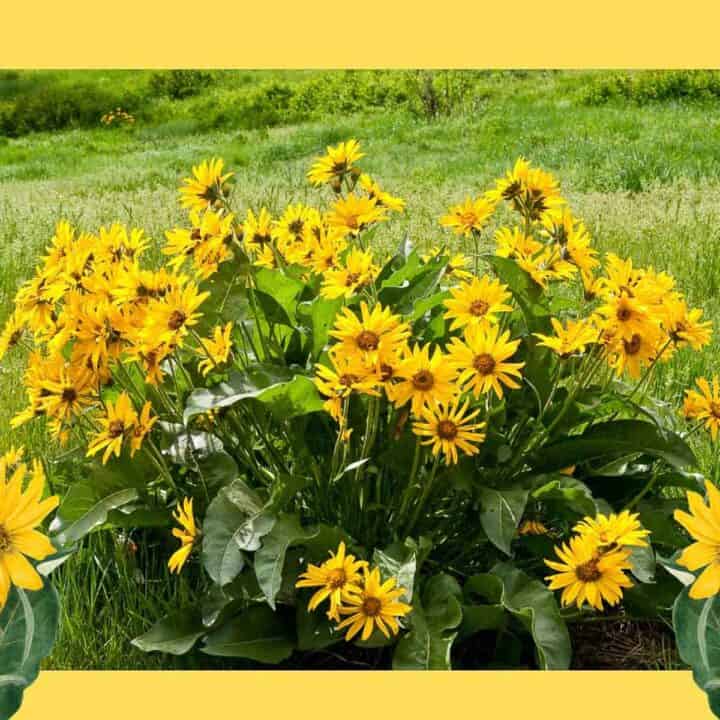 arrowleaf balsamroot