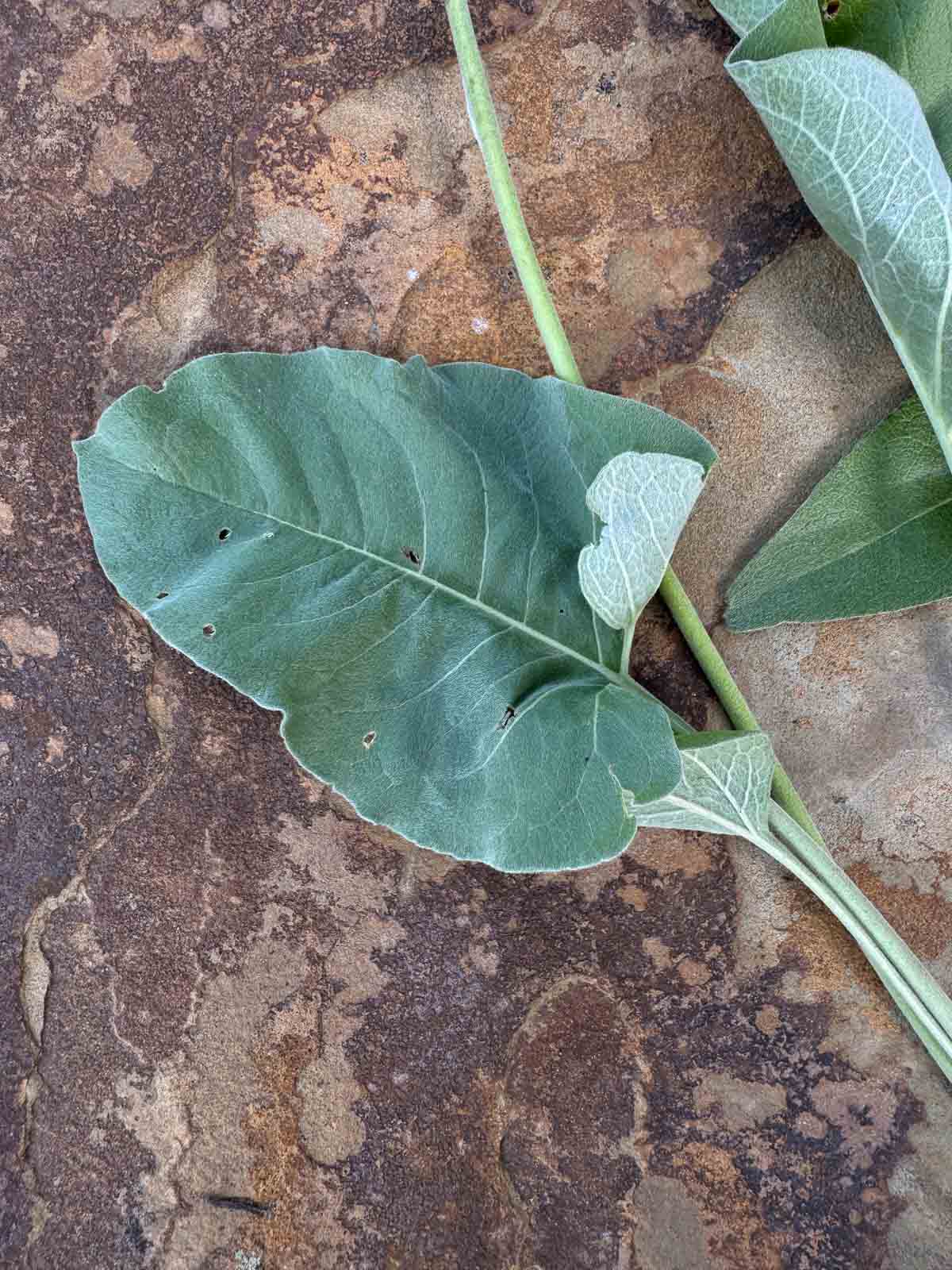 up close look of balsamroot leaves