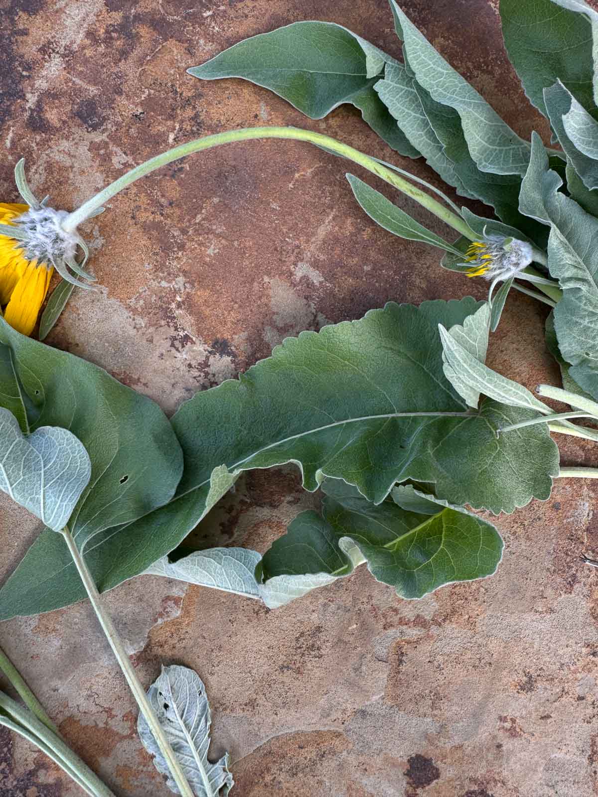 up close look of balsamroot leaves