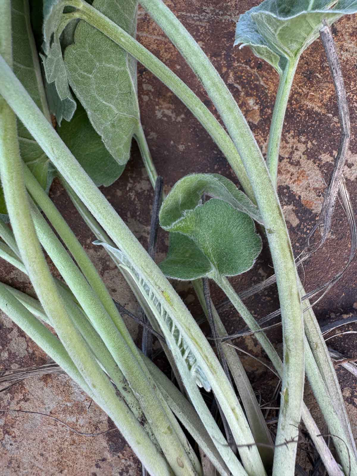 arrowleaf balsamroot stems