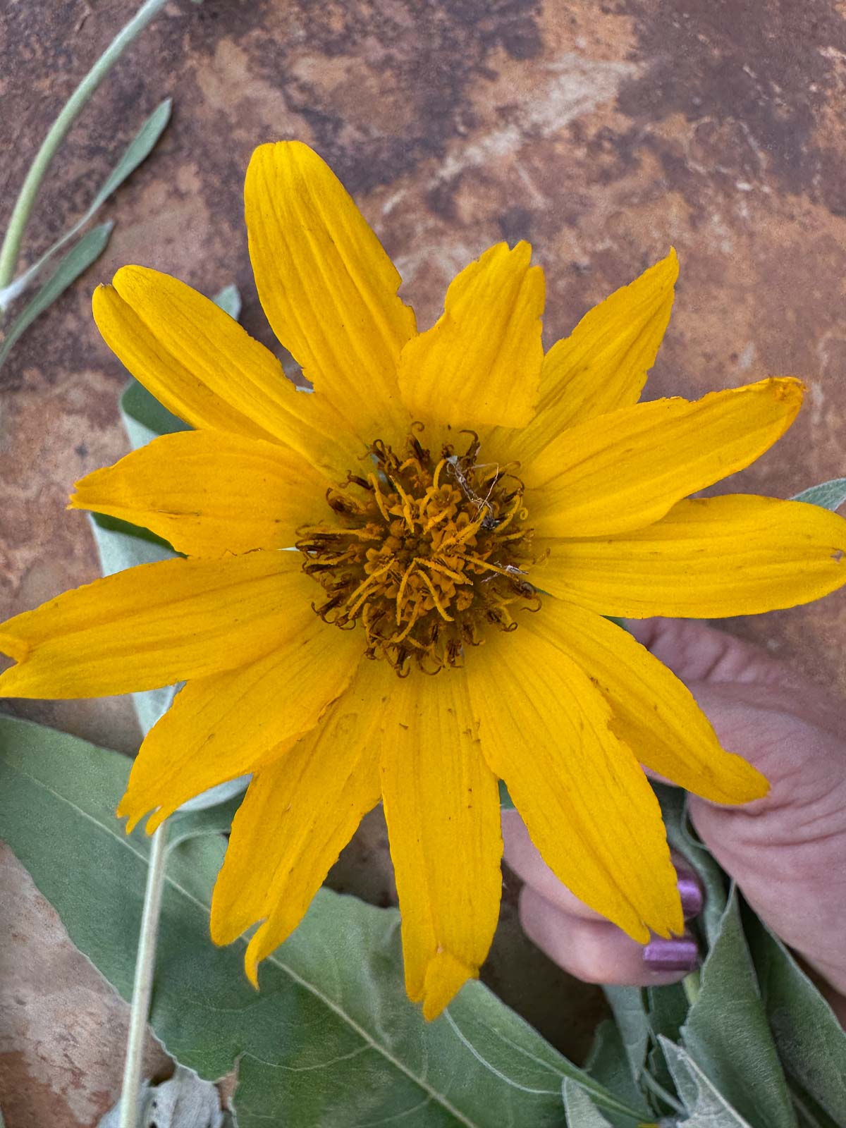 yellow flower from arrowleaf balsamroot
