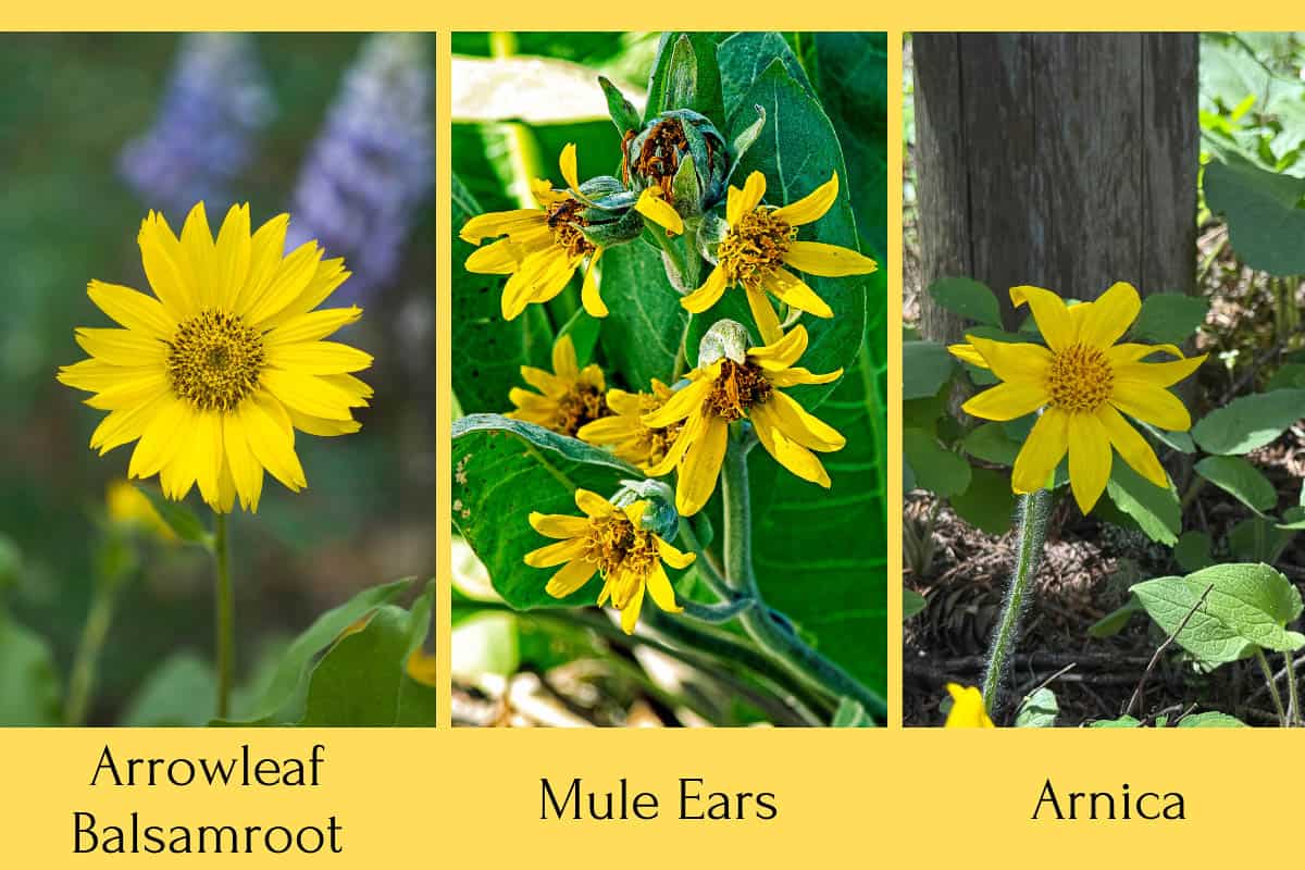 a comparison chart of arrowleaf balsamroot, mule ears, and arnica flowers