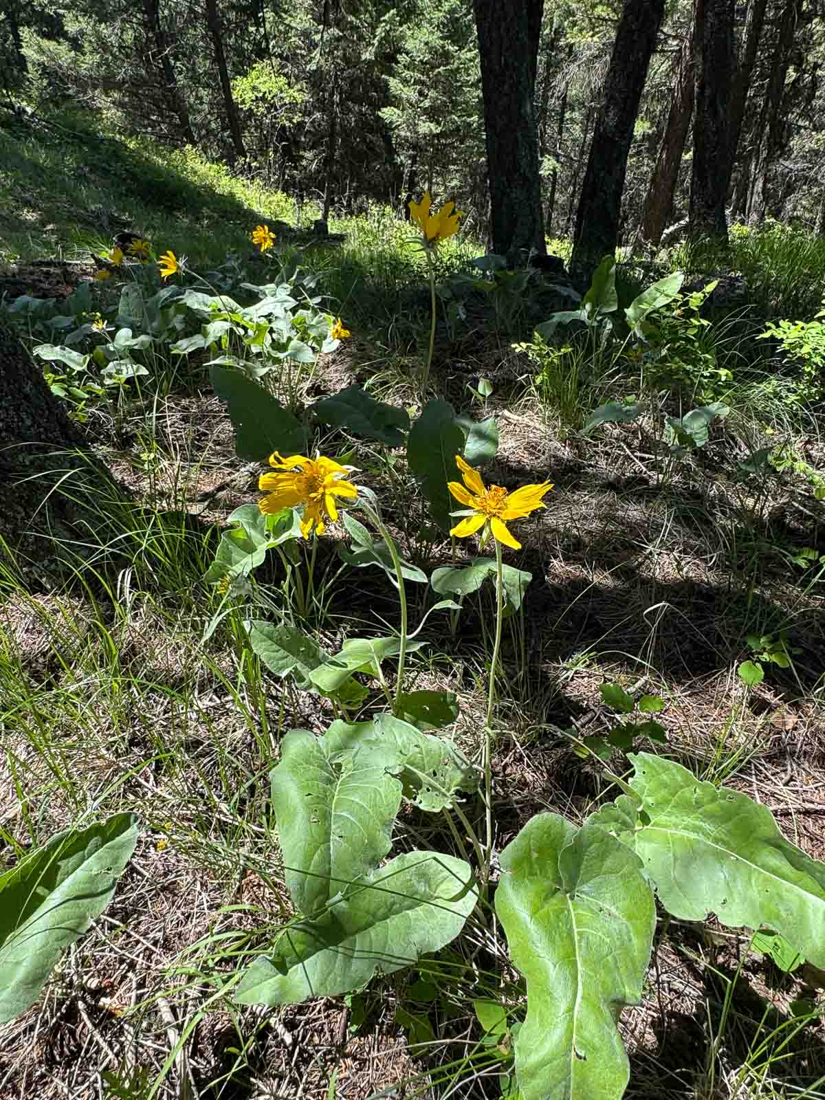 arrowleaf balsamroot growing in a forest