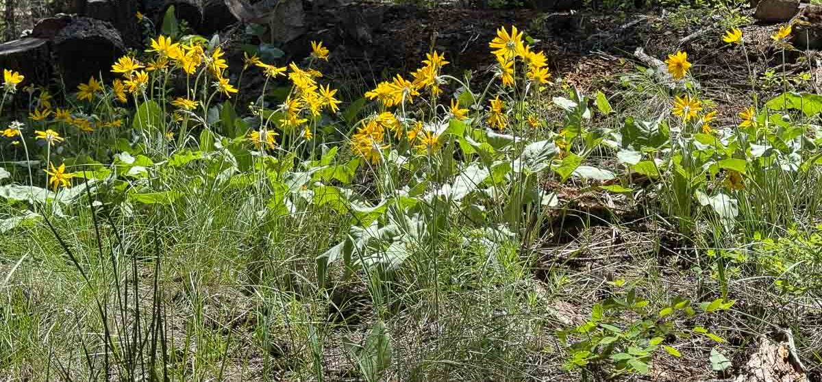 arrowleaf balsamroot growing in a field