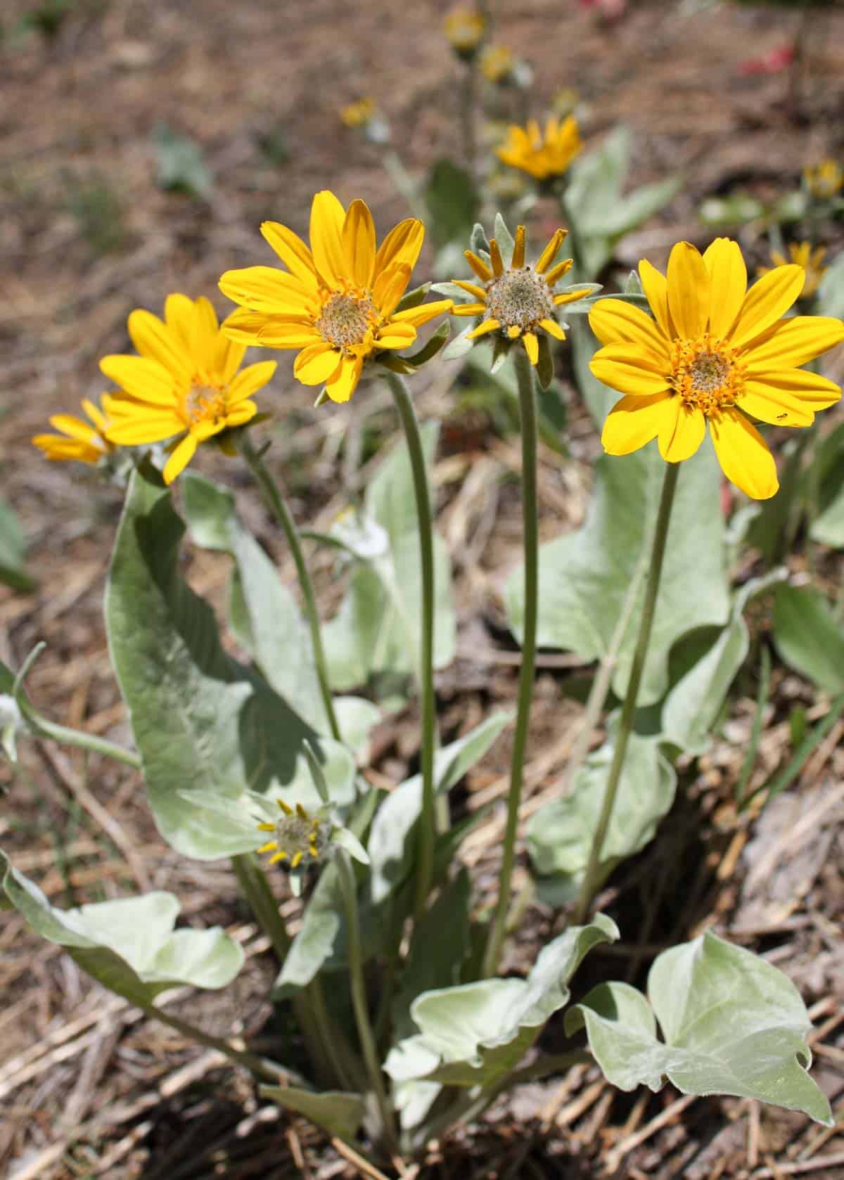 arrowleaf balsamroot plant