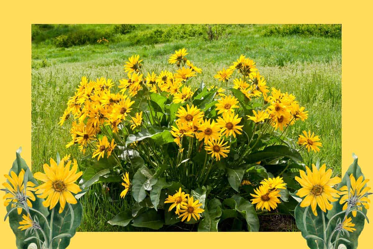 arrowleaf balsamroot growing in a field