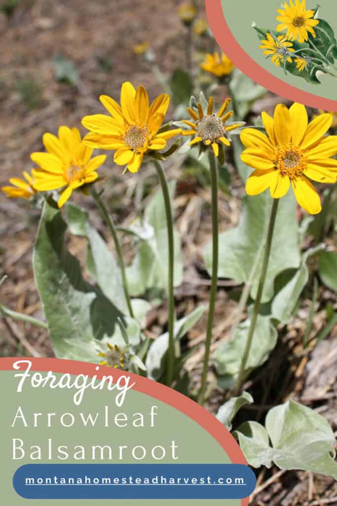 arrowleaf balsamroot pin