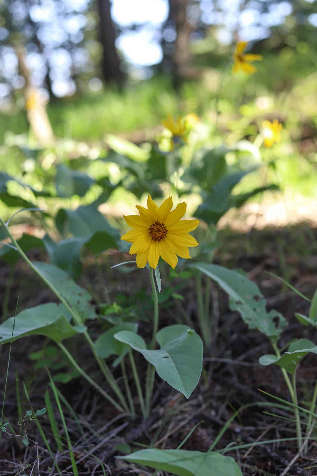 arrowleaf balsamroot patch