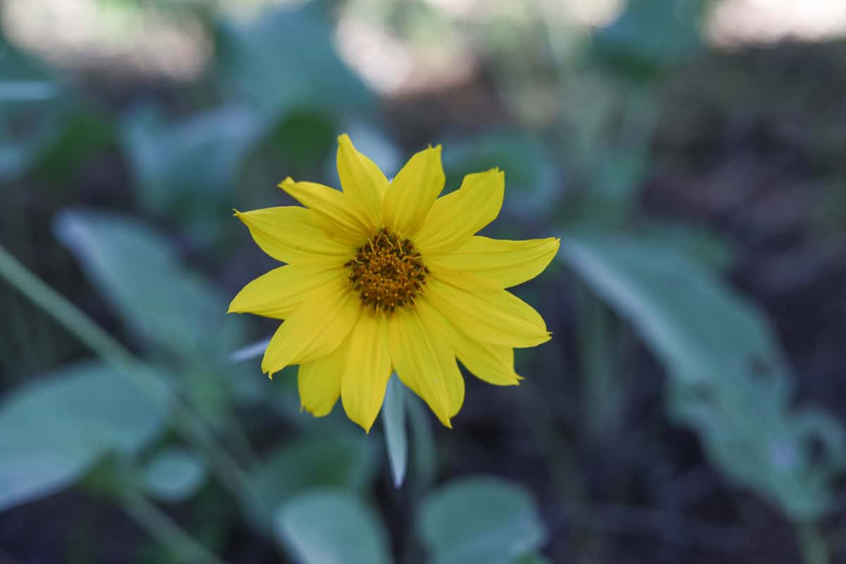 yellow flower from arrowleaf balsamroot