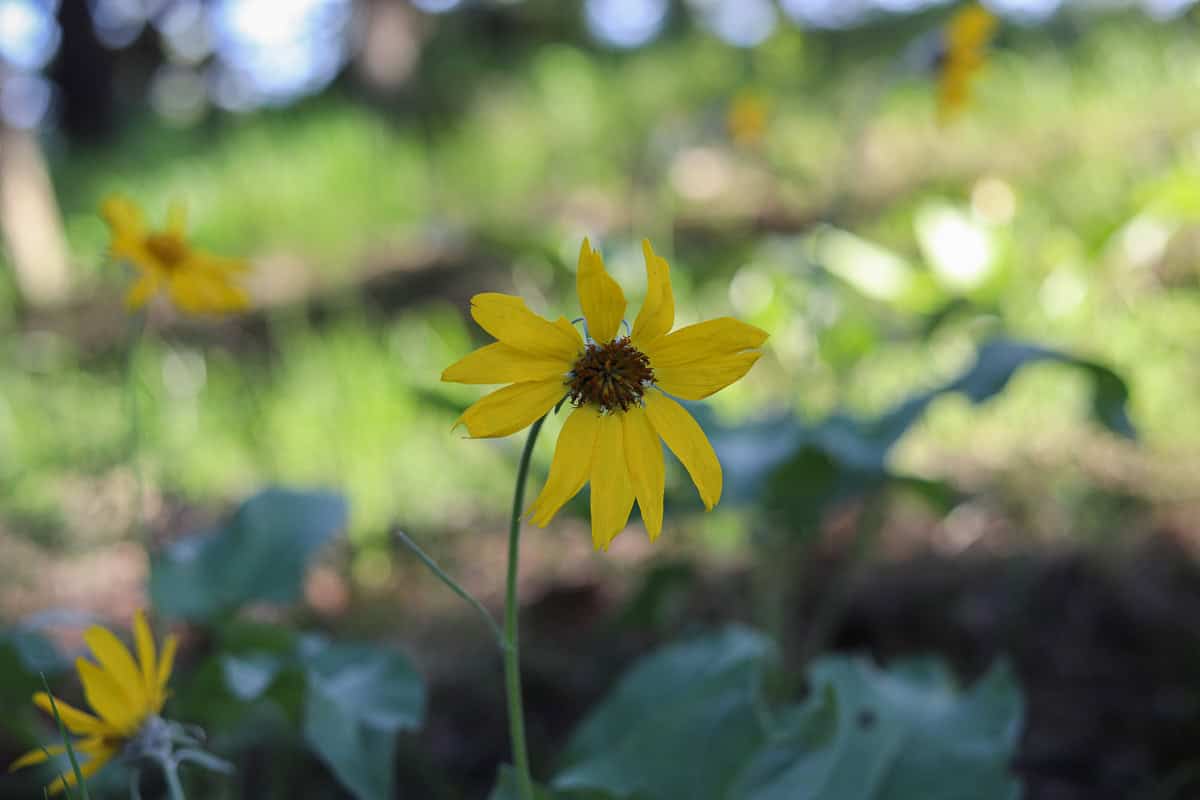 arrowleaf balsamroot field