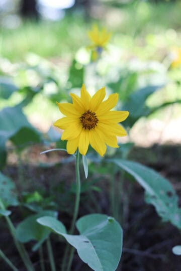 arrowleaf balsamroot
