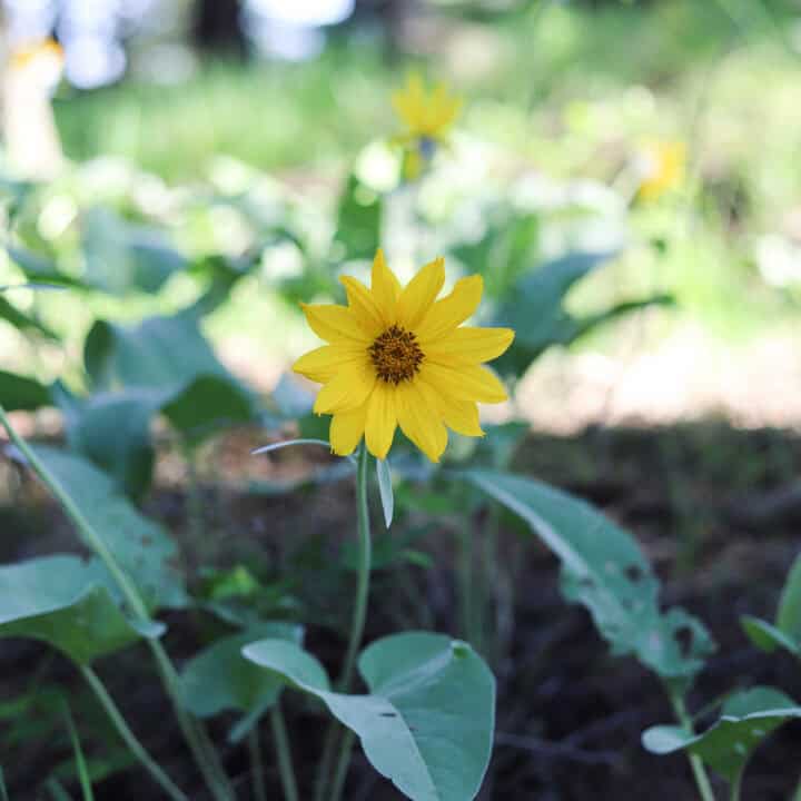 arrowleaf balsamroot