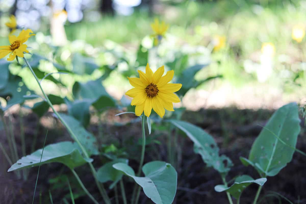 arrowleaf balsamroot