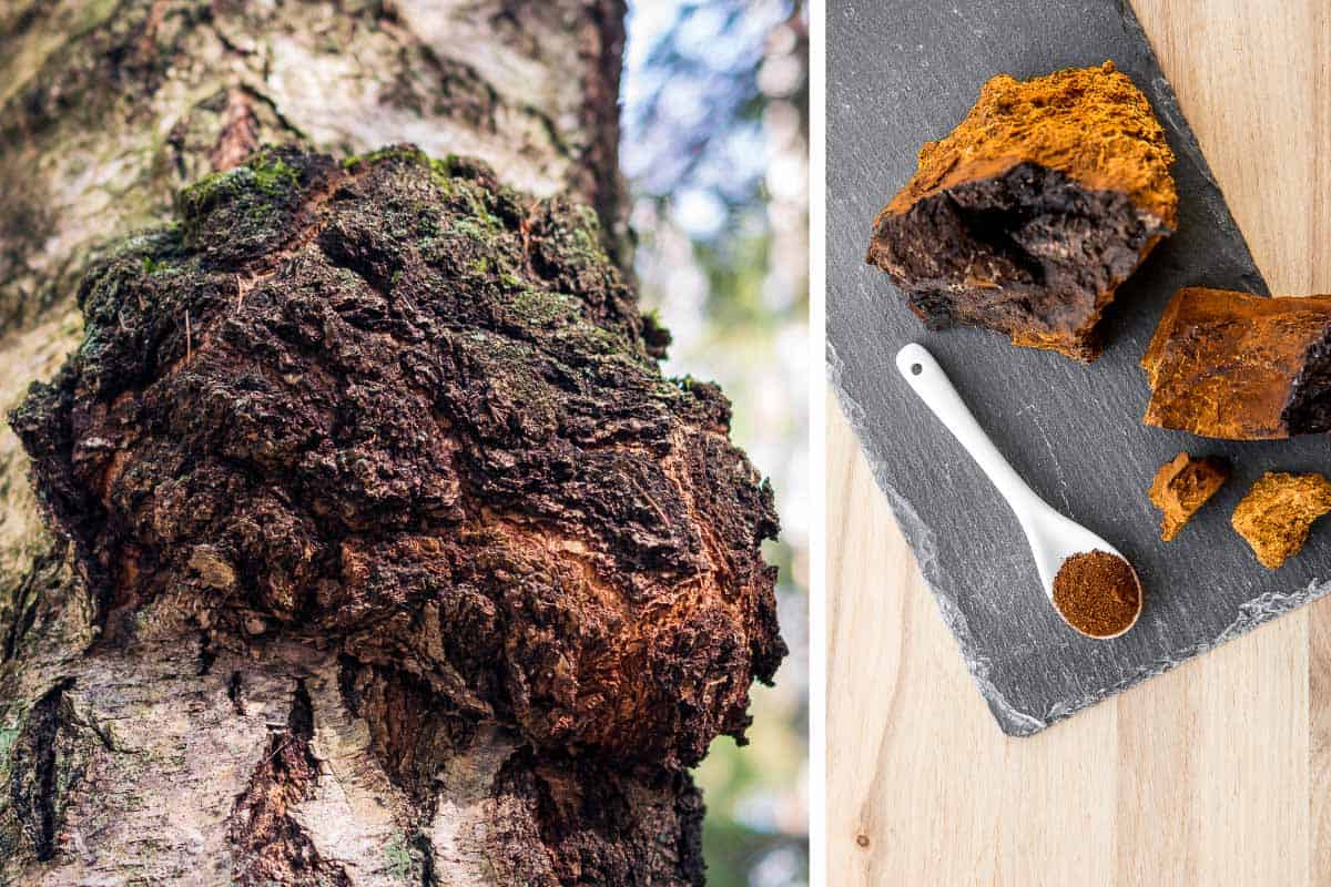 chaga growing on a tree and in chunks and powder