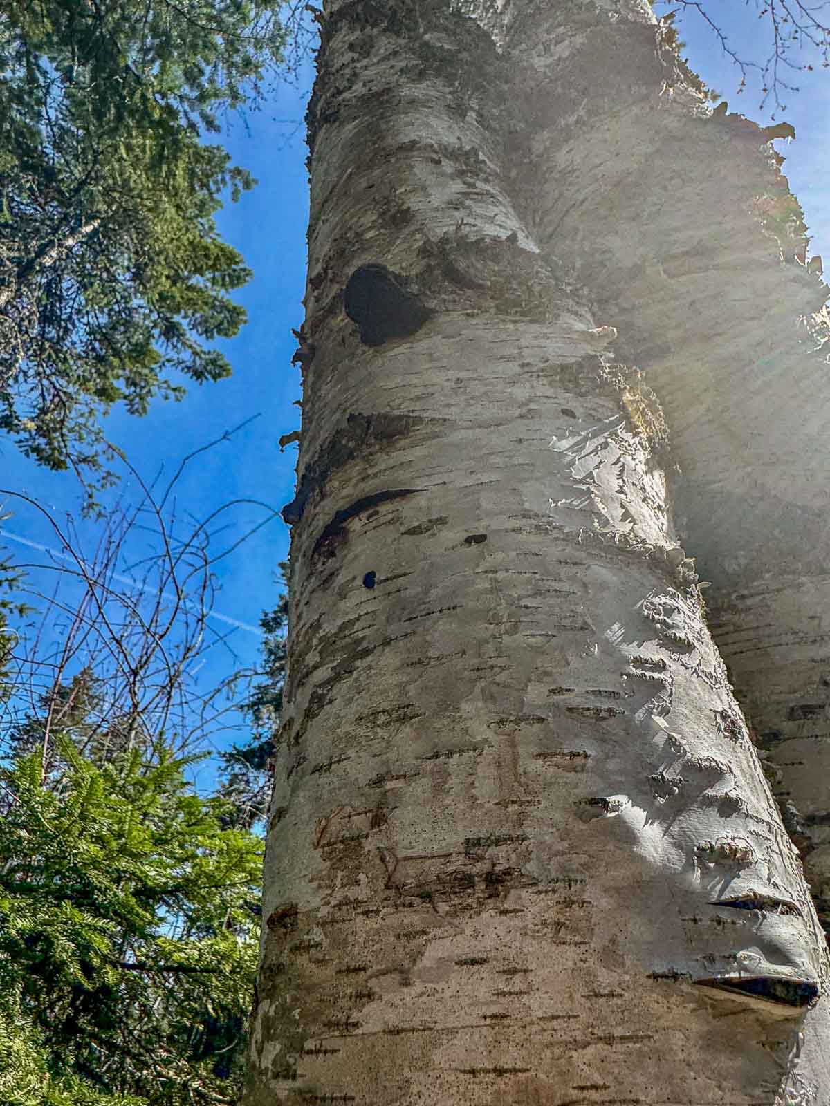 birch trees with a small chunk of chaga on it