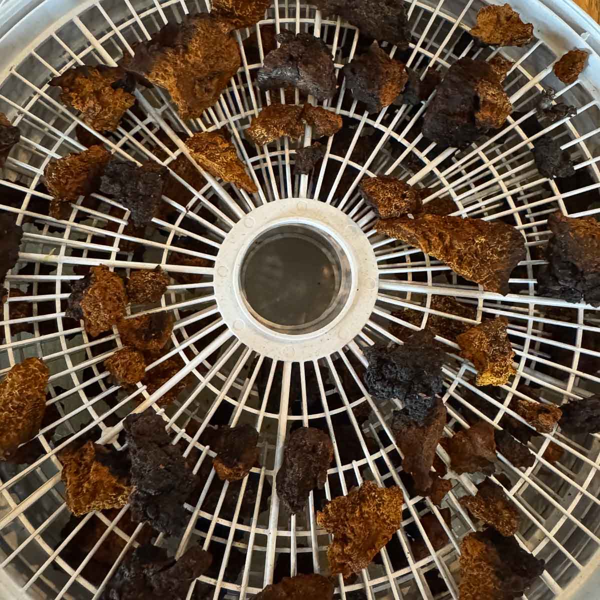 chaga being dried on dehydrator