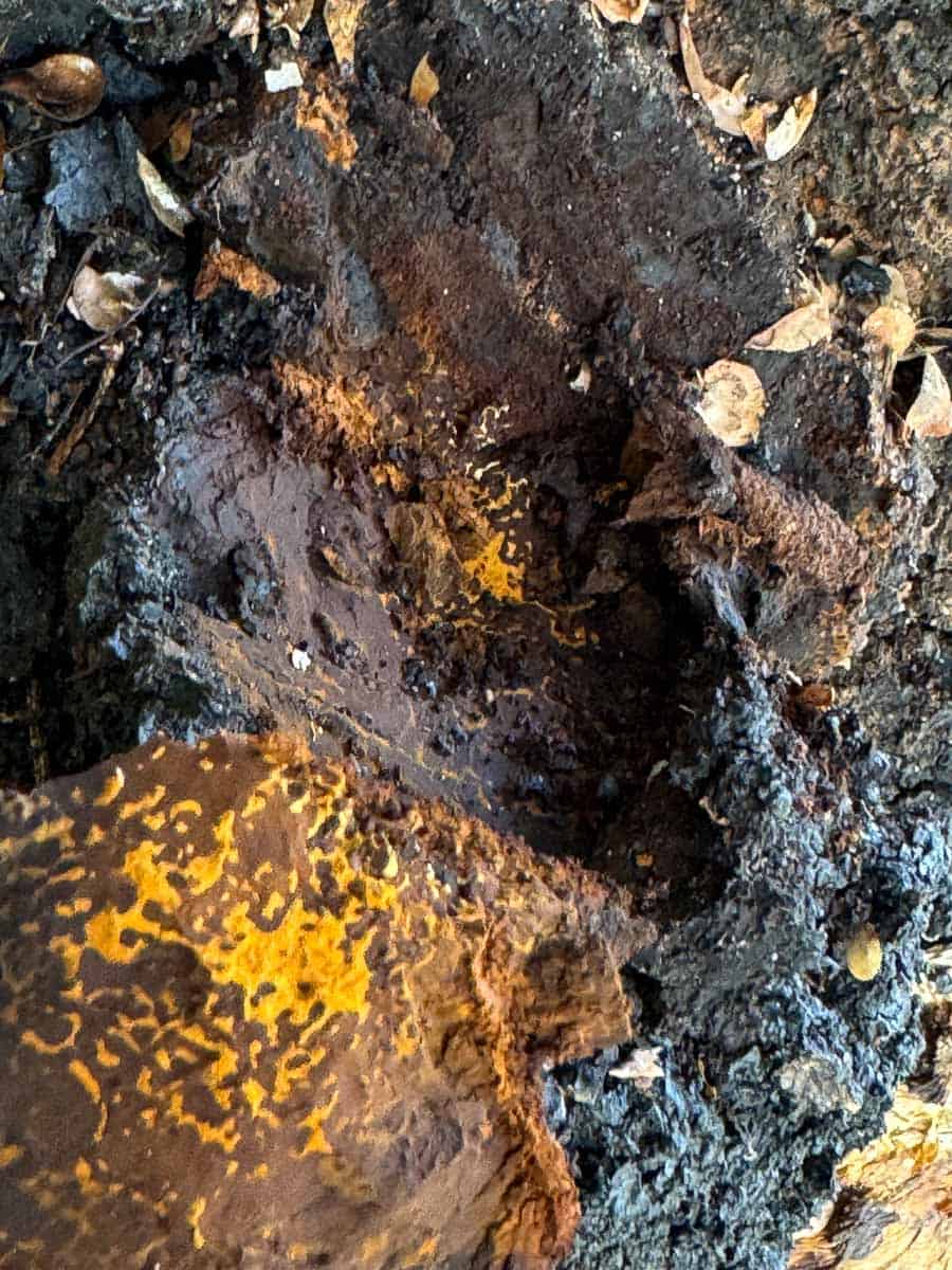 the orange underside of chaga