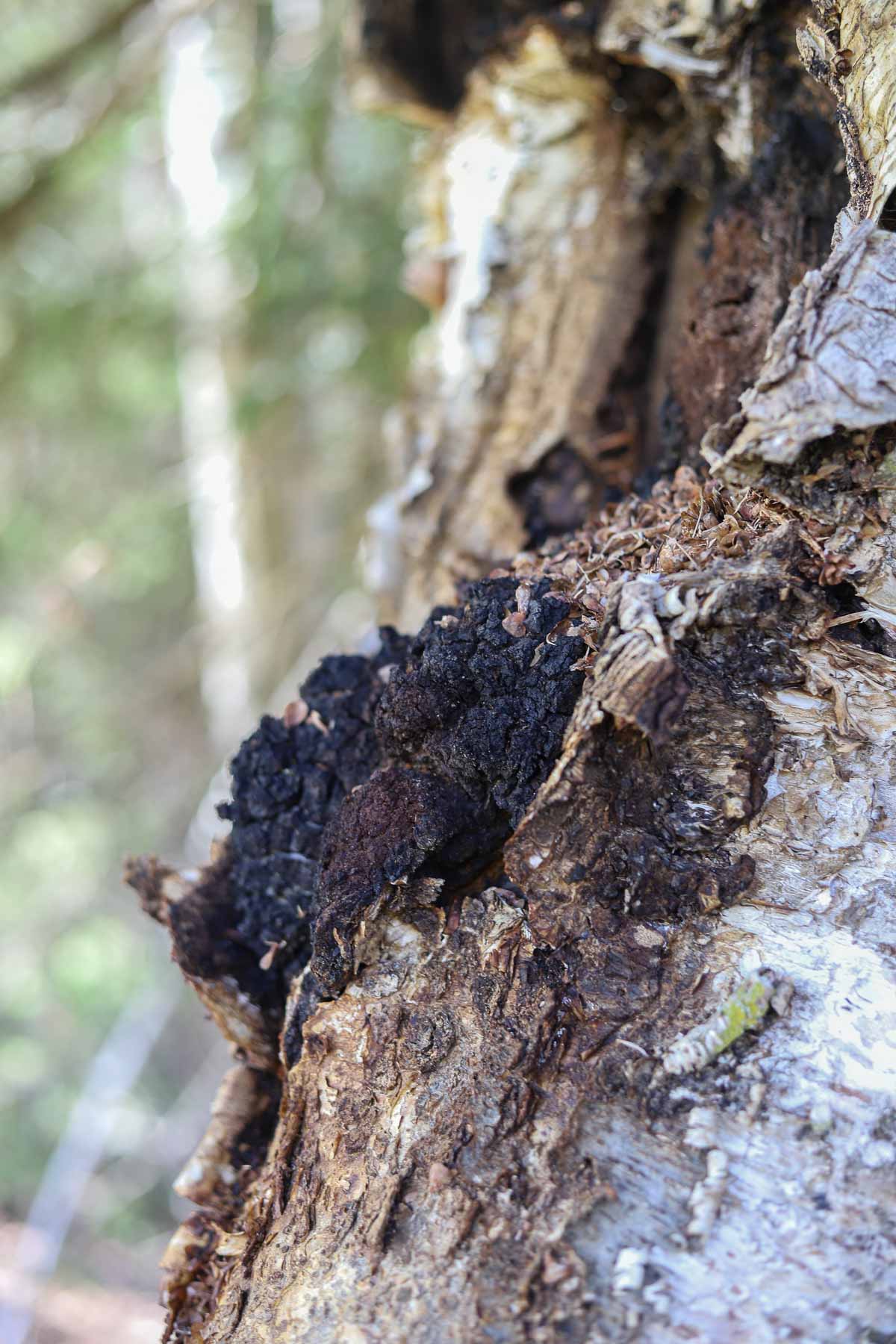 chaga growing on a tree