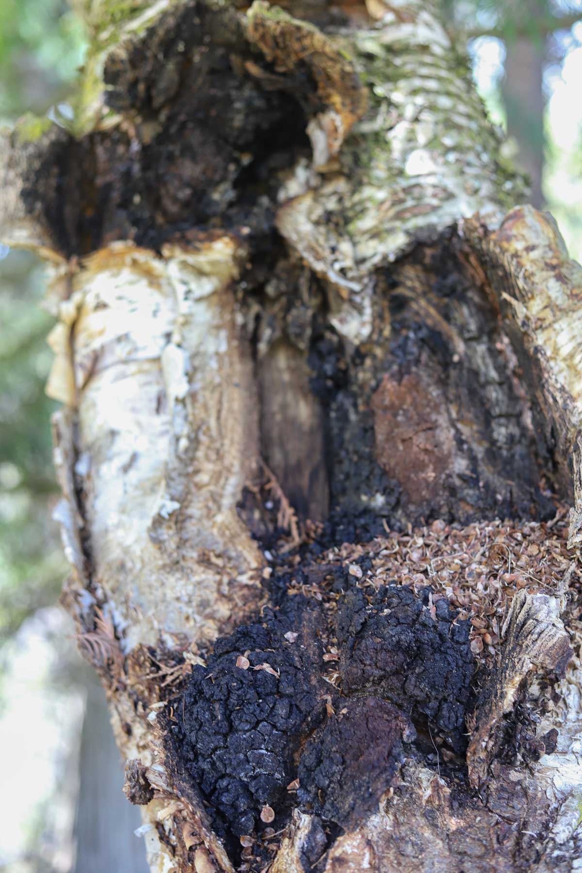 chaga growing on a birch tree
