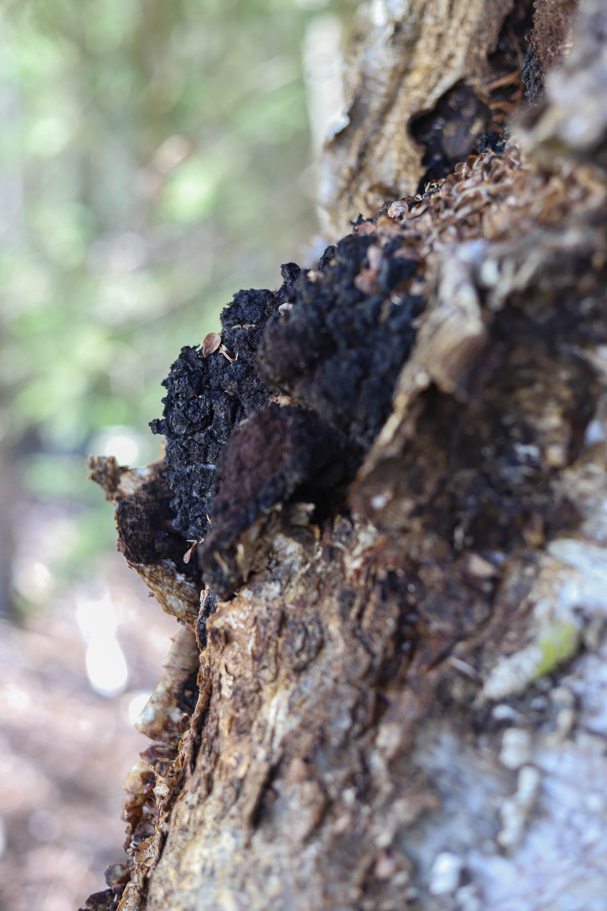 birch tree with chaga growing out of it